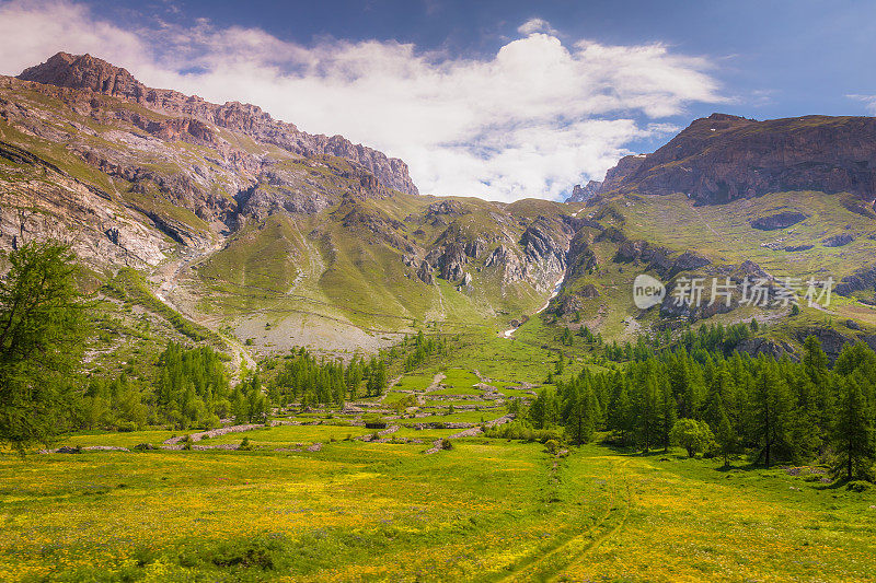 田园诗般的高山景观在春天与野花在Val d'Isère, Vanoise -法国阿尔卑斯山